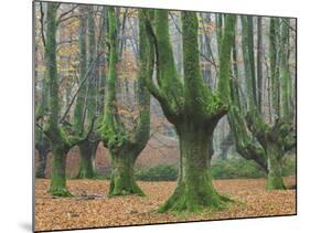 Beech Forest in the Gorbea Nature Reserve, Foliage, Moss, Brook, the Basque Provinces, Spain-Rainer Mirau-Mounted Photographic Print