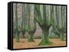 Beech Forest in the Gorbea Nature Reserve, Foliage, Moss, Brook, the Basque Provinces, Spain-Rainer Mirau-Framed Stretched Canvas