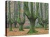 Beech Forest in the Gorbea Nature Reserve, Foliage, Moss, Brook, the Basque Provinces, Spain-Rainer Mirau-Stretched Canvas