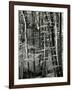 Beech Forest, Luxembourg, 1971-Brett Weston-Framed Photographic Print