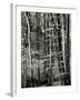 Beech Forest, Luxembourg, 1971-Brett Weston-Framed Photographic Print