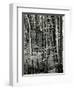 Beech Forest, Luxembourg, 1971-Brett Weston-Framed Premium Photographic Print