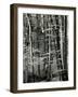 Beech Forest, Luxembourg, 1971-Brett Weston-Framed Photographic Print