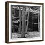 Beech Forest, Netherlands, 1971-Brett Weston-Framed Premium Photographic Print