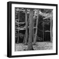 Beech Forest, Netherlands, 1971-Brett Weston-Framed Premium Photographic Print