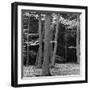 Beech Forest, Netherlands, 1971-Brett Weston-Framed Premium Photographic Print