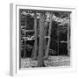 Beech Forest, Netherlands, 1971-Brett Weston-Framed Premium Photographic Print