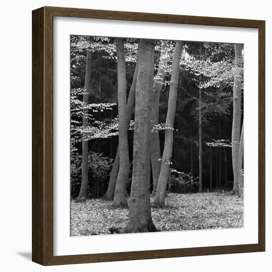 Beech Forest, Netherlands, 1971-Brett Weston-Framed Photographic Print