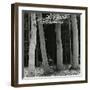 Beech Forest, Netherlands, 1971-Brett Weston-Framed Premium Photographic Print