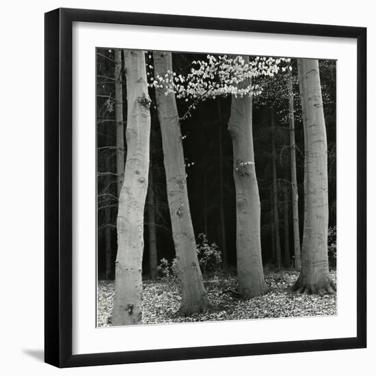 Beech Forest, Netherlands, 1971-Brett Weston-Framed Premium Photographic Print