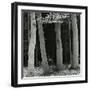 Beech Forest, Netherlands, 1971-Brett Weston-Framed Premium Photographic Print