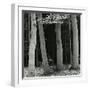 Beech Forest, Netherlands, 1971-Brett Weston-Framed Premium Photographic Print