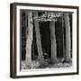 Beech Forest, Netherlands, 1971-Brett Weston-Framed Photographic Print