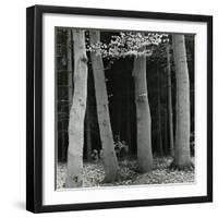 Beech Forest, Netherlands, 1971-Brett Weston-Framed Photographic Print