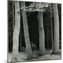 Beech Forest, Netherlands, 1971-Brett Weston-Mounted Photographic Print