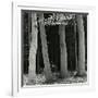 Beech Forest, Netherlands, 1971-Brett Weston-Framed Photographic Print