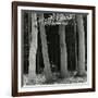 Beech Forest, Netherlands, 1971-Brett Weston-Framed Photographic Print