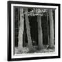 Beech Forest, Netherlands, 1971-Brett Weston-Framed Photographic Print