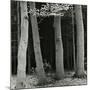 Beech Forest, Netherlands, 1971-Brett Weston-Mounted Photographic Print