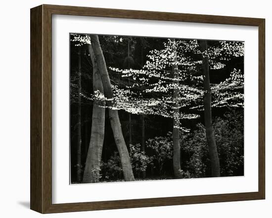 Beech Forest, Netherlands, 1971-Brett Weston-Framed Premium Photographic Print