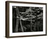 Beech Forest, Netherlands, 1971-Brett Weston-Framed Premium Photographic Print