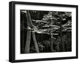 Beech Forest, Netherlands, 1971-Brett Weston-Framed Premium Photographic Print