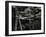 Beech Forest, Netherlands, 1971-Brett Weston-Framed Premium Photographic Print