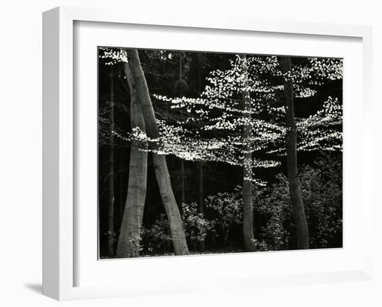 Beech Forest, Netherlands, 1971-Brett Weston-Framed Premium Photographic Print