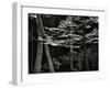 Beech Forest, Netherlands, 1971-Brett Weston-Framed Premium Photographic Print