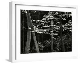 Beech Forest, Netherlands, 1971-Brett Weston-Framed Premium Photographic Print