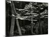 Beech Forest, Netherlands, 1971-Brett Weston-Mounted Premium Photographic Print