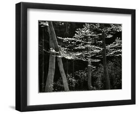 Beech Forest, Netherlands, 1971-Brett Weston-Framed Photographic Print