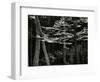 Beech Forest, Netherlands, 1971-Brett Weston-Framed Photographic Print