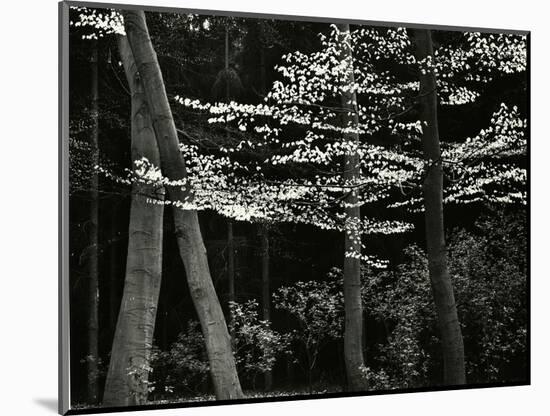 Beech Forest, Netherlands, 1971-Brett Weston-Mounted Photographic Print