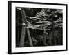 Beech Forest, Netherlands, 1971-Brett Weston-Framed Premium Photographic Print