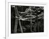 Beech Forest, Netherlands, 1971-Brett Weston-Framed Photographic Print