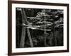 Beech Forest, Netherlands, 1971-Brett Weston-Framed Photographic Print