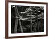 Beech Forest, Netherlands, 1971-Brett Weston-Framed Photographic Print