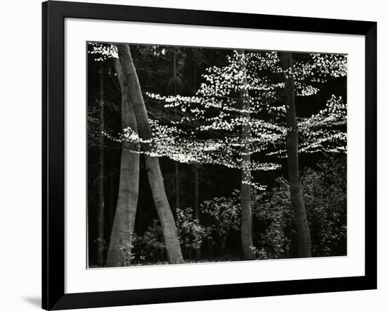 Beech Forest, Netherlands, 1971-Brett Weston-Framed Photographic Print