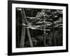 Beech Forest, Netherlands, 1971-Brett Weston-Framed Photographic Print