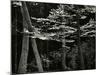 Beech Forest, Netherlands, 1971-Brett Weston-Mounted Photographic Print