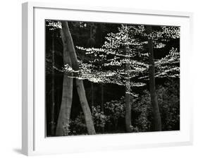 Beech Forest, Netherlands, 1971-Brett Weston-Framed Photographic Print