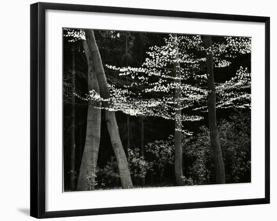 Beech Forest, Netherlands, 1971-Brett Weston-Framed Photographic Print