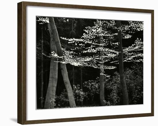 Beech Forest, Netherlands, 1971-Brett Weston-Framed Photographic Print