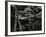 Beech Forest, Netherlands, 1971-Brett Weston-Framed Photographic Print