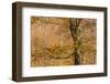 Beech Forest Pollino National Park, Basilicata, Italy, November 2008-Müller-Framed Photographic Print