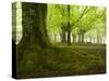 Beech Forest, Urkiola Natural Park, Biscay Province, Basque Country, Spain-Prisma-Stretched Canvas