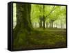 Beech Forest, Urkiola Natural Park, Biscay Province, Basque Country, Spain-Prisma-Framed Stretched Canvas