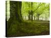 Beech Forest, Urkiola Natural Park, Biscay Province, Basque Country, Spain-Prisma-Stretched Canvas