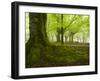 Beech Forest, Urkiola Natural Park, Biscay Province, Basque Country, Spain-Prisma-Framed Photographic Print